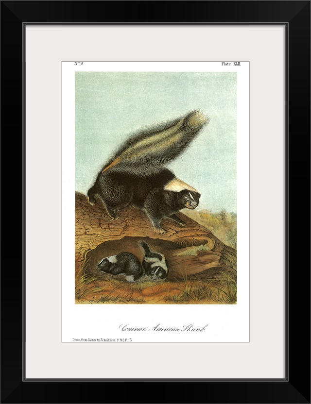 Striped, or common American, skunk (Mephitis mephitis). Lithograph, c1849, after a painting by John James Audubon for his ...