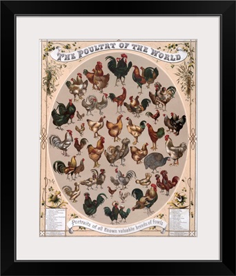 The Poultry of the World - Portraits of all known valuable breeds of fowls, 1868
