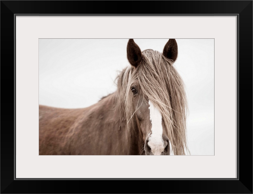 Photograph of a muted horse up close with its mane covering half of its face and one eye on a solid white background.