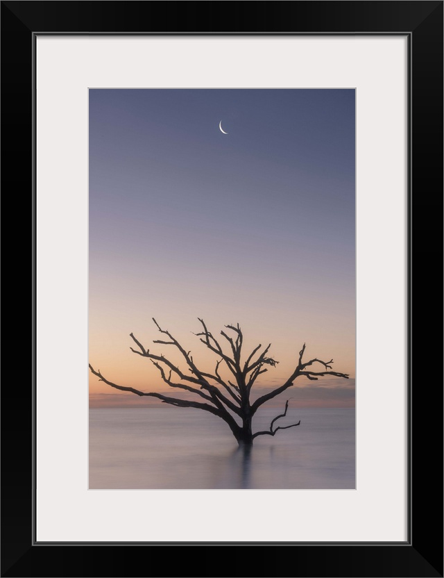 A tree growing in the water off the coast of Botany Bay, South Carolina, under the moon in the early evening.
