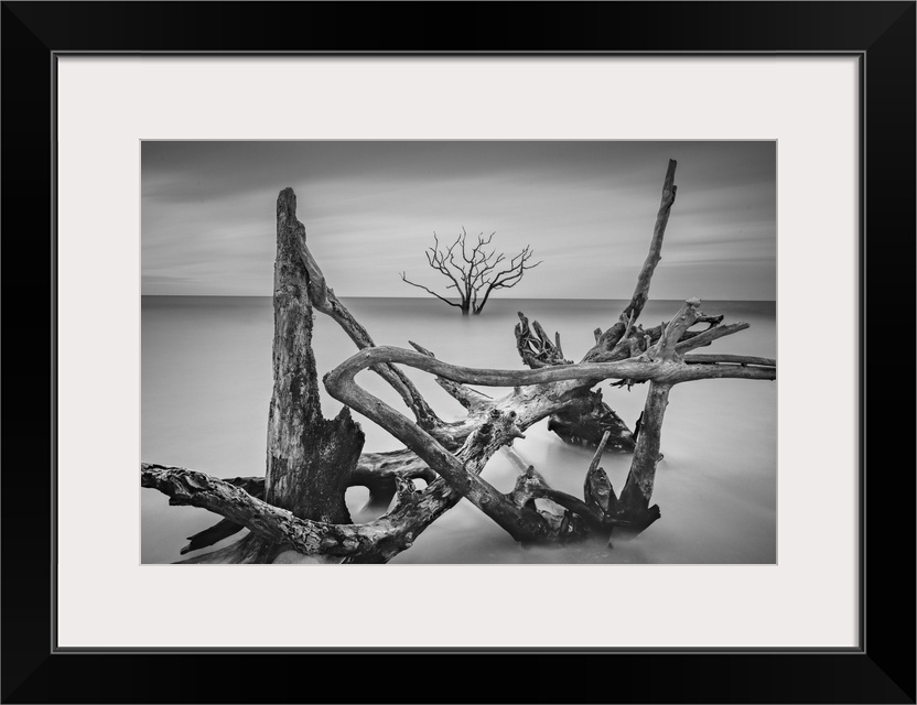Driftwood in shallow ocean water framing a lone tree in the distanec.