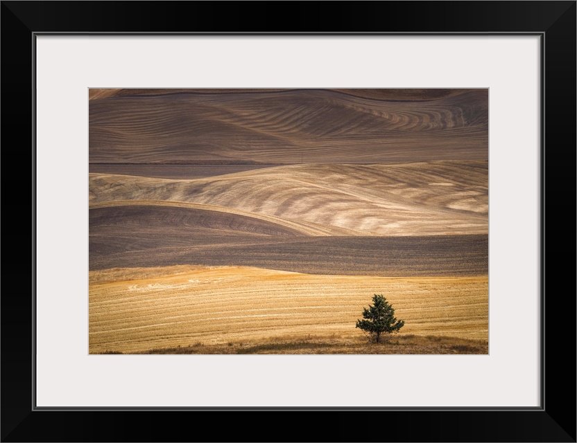 A lone tree at the base of the rolling hills of the Palouse in the fall.