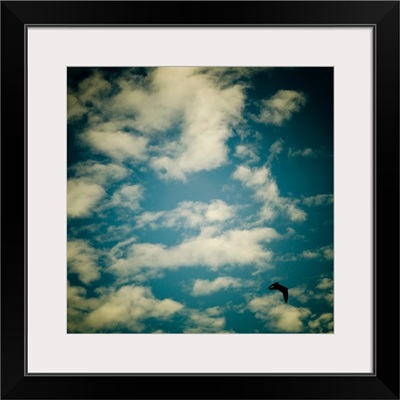 A bluse sky with white clouds and a seagull