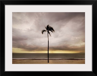 A single palm tree on a beach