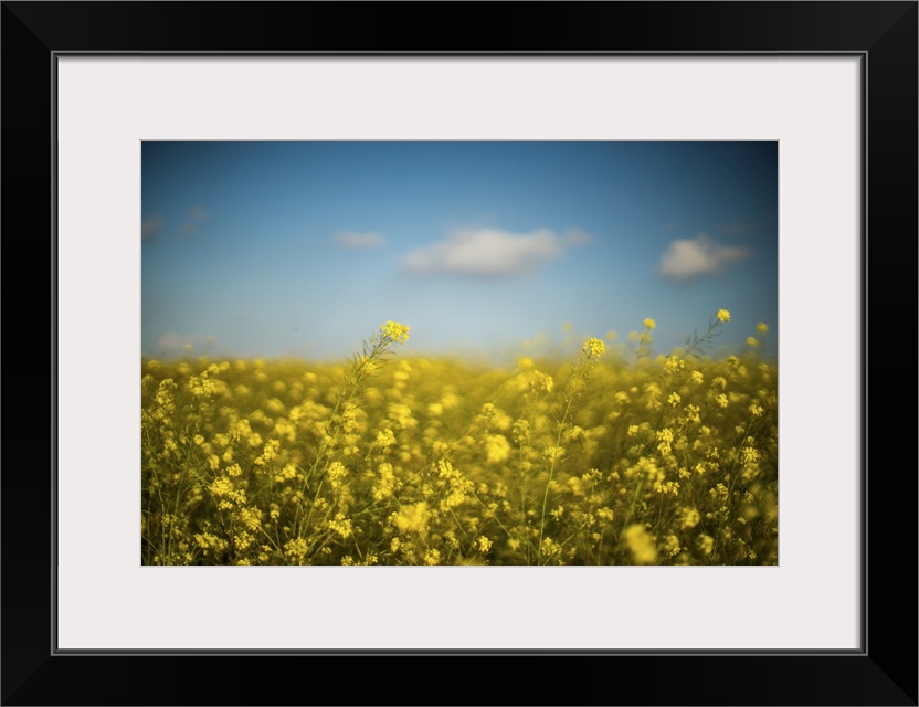 Meadow with hedge mustard flowers, Andalusia, Spain