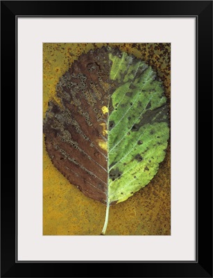 Autumn leaf of Whitebeam tree with exactly one half green and other half brown