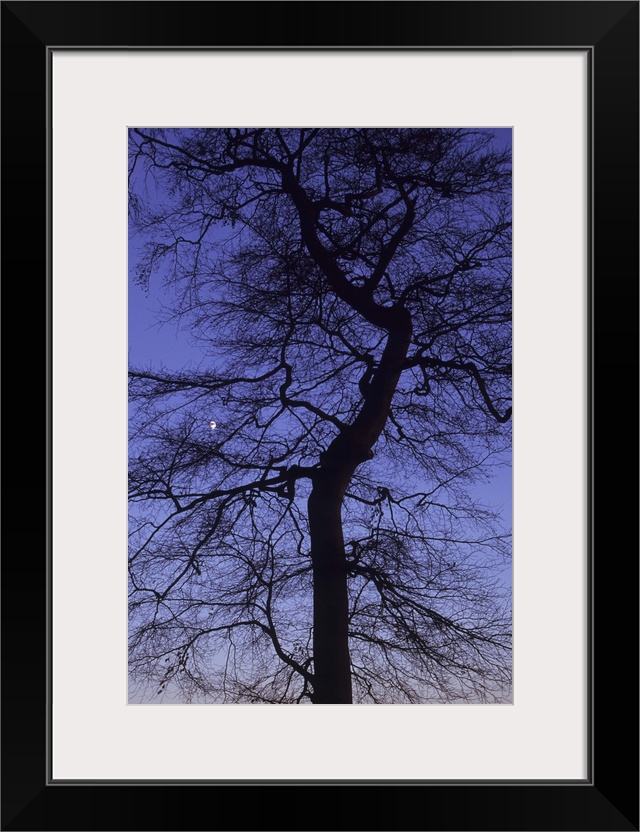 Bare winter Common beech or Fagus sylvatica tree silhouetted against pink to purple evening sky with gibbous moon visible ...