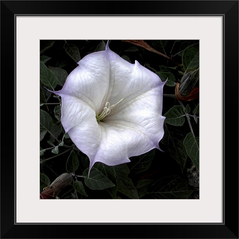 Close-up of a vibrant white flower with soft pastel edges against a dark leafy background.