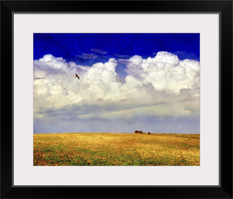 A bird flying above a yellow field with large white clouds against a blue sky