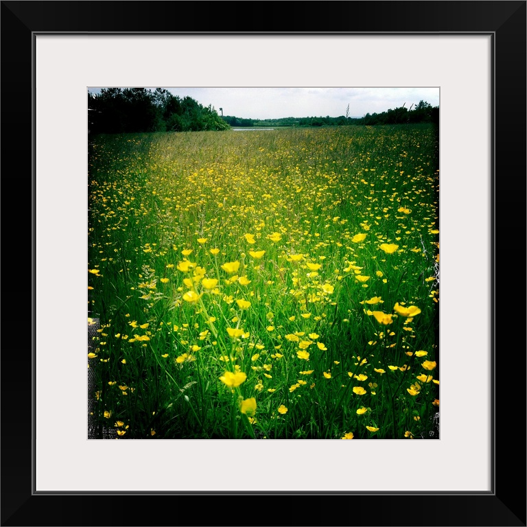 Buttercups on a summers day in a field, South Yorkshire, England