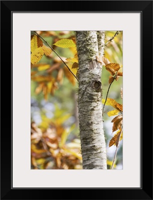 Chestnut leaves in the fall