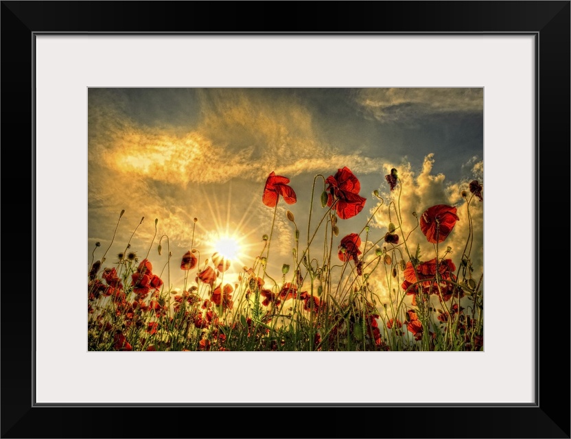 Sunset with red poppies in a field.