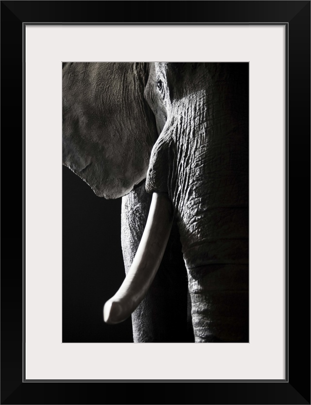 An elephant in the Vienna Museum of Natural History