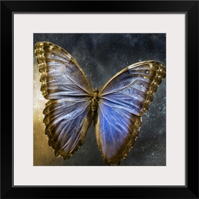 Creative image of a mounted exotic butterfly