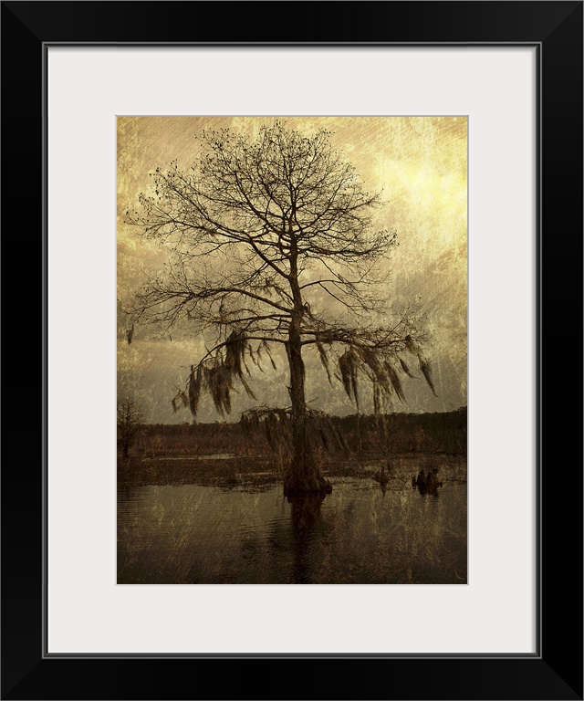 A lone cypress, its branches hanging with moss, stands against a golden sky in a Louisiana swamp.