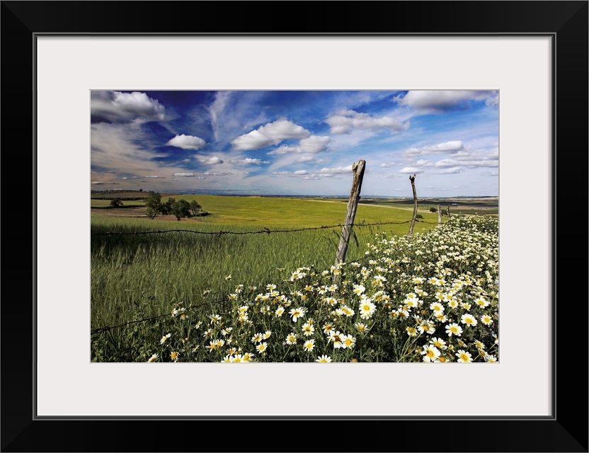 Daisies and wheat field, Andalusia