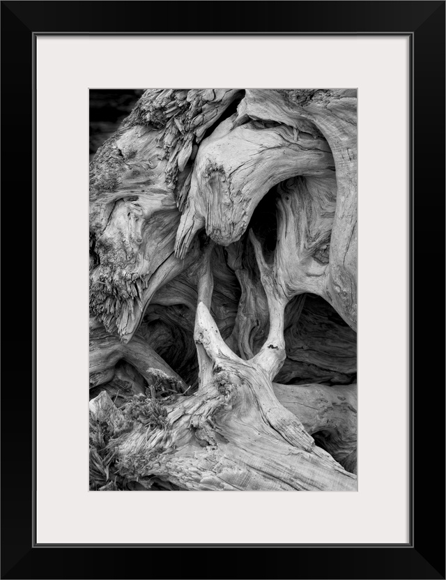 Twisted root structure of a large log of driftwood.