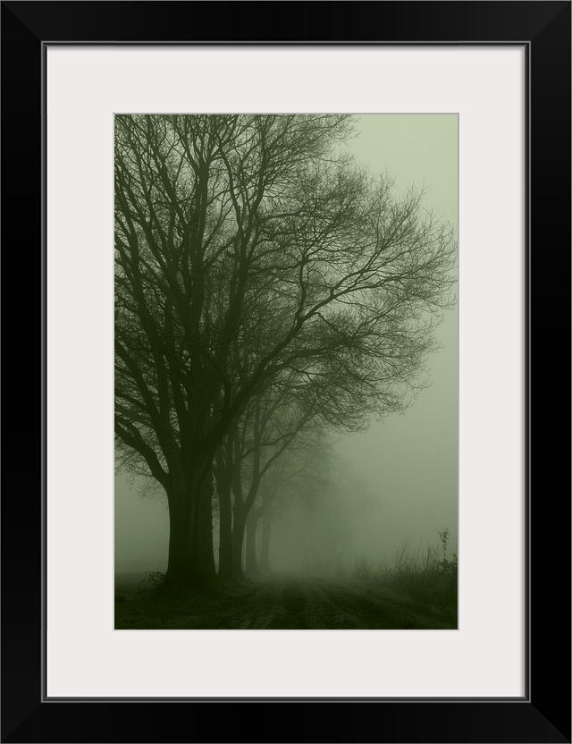 Empty silent road with a row of trees at one side on a foggy day at dawn