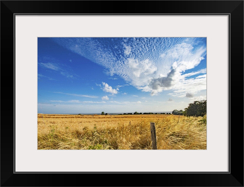 Freshly cut field of wheat or barley on a summers day on the South Downs in West Sussex England.