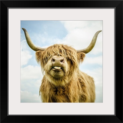 Harry The Highland Cow