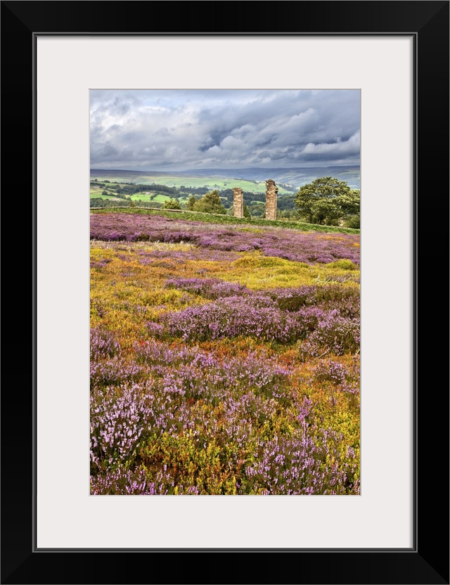 Remote rural location with heather in the north of England.