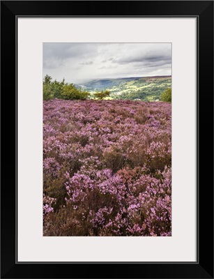 Heather On Guise Cliff Above Nidderdale