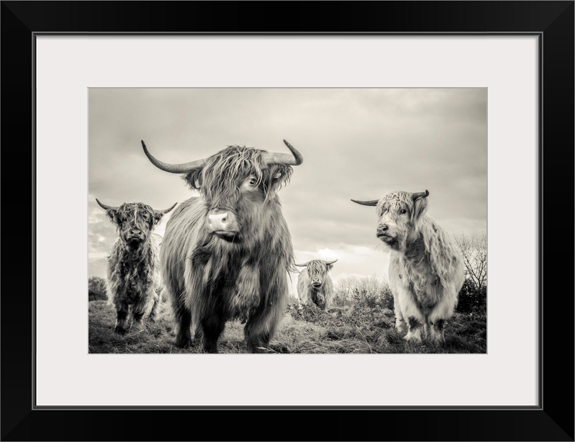 A horizontal photograph of four highland cattle in sepia tones. The shaggy-haired cows are standing in a remote grassy fie...