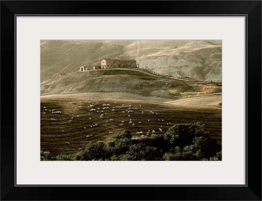 A tuscan farmhouse with sheep and rolling countryside