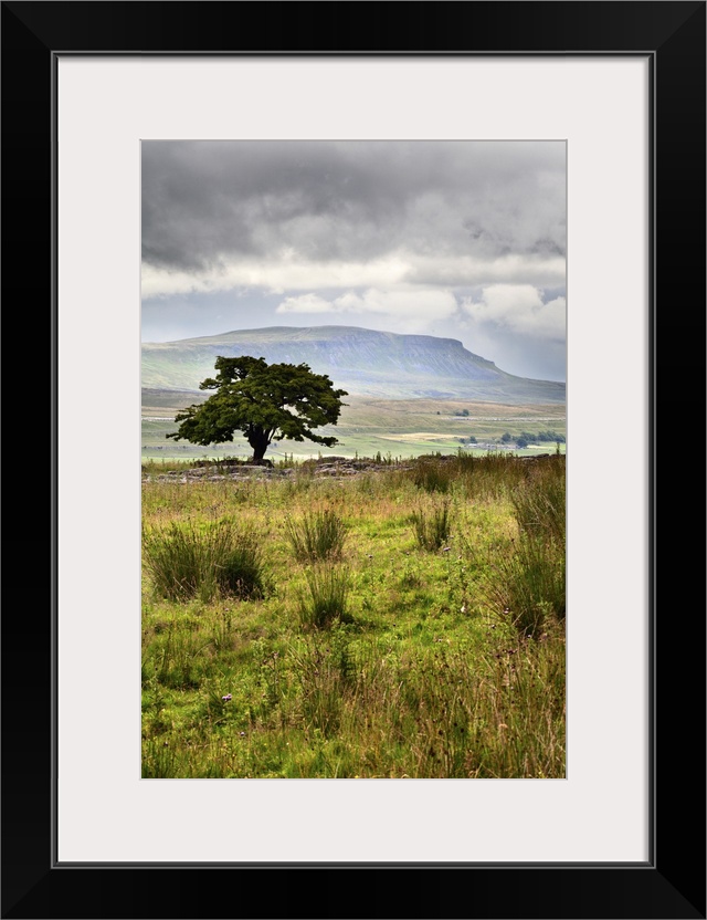 Lone Tree and Pen y Ghent from Gauber near Ribblehead, Yorkshire Dales, England.