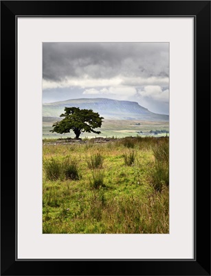 Lone Tree And Pen Y Ghent From Gauber