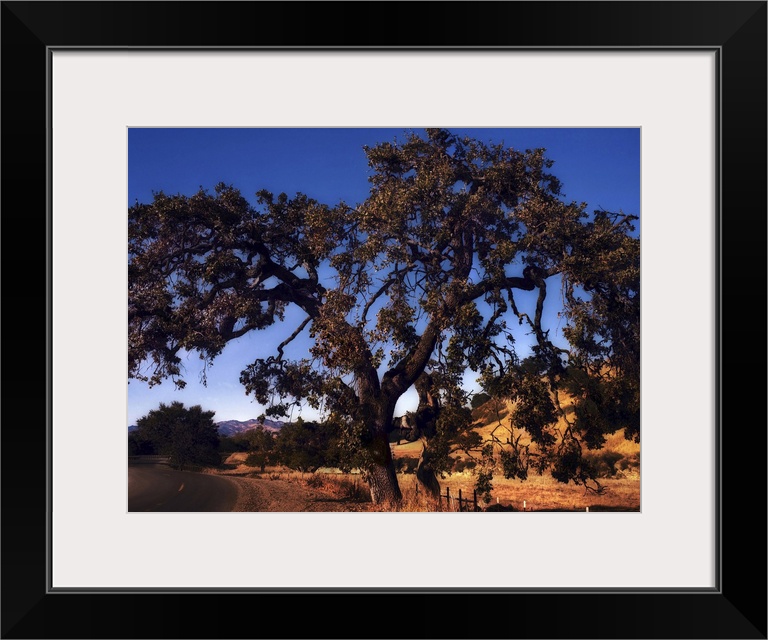 A blue sky against a sihouetted tree