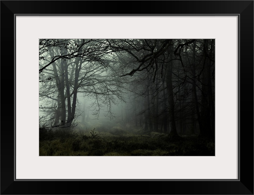 Misty dawn in the New Forest, Hampshire, England