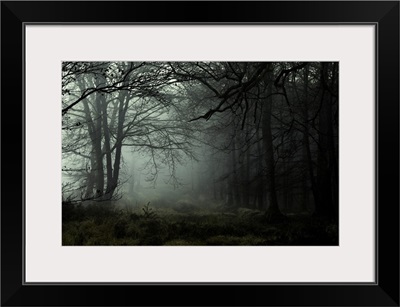 Misty dawn in the New Forest, Hampshire, England