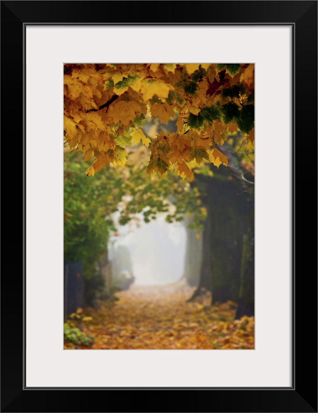 A foggy sidewalk and trees covered with autumn leaves.