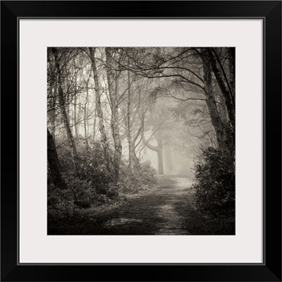 Path through forest with mist