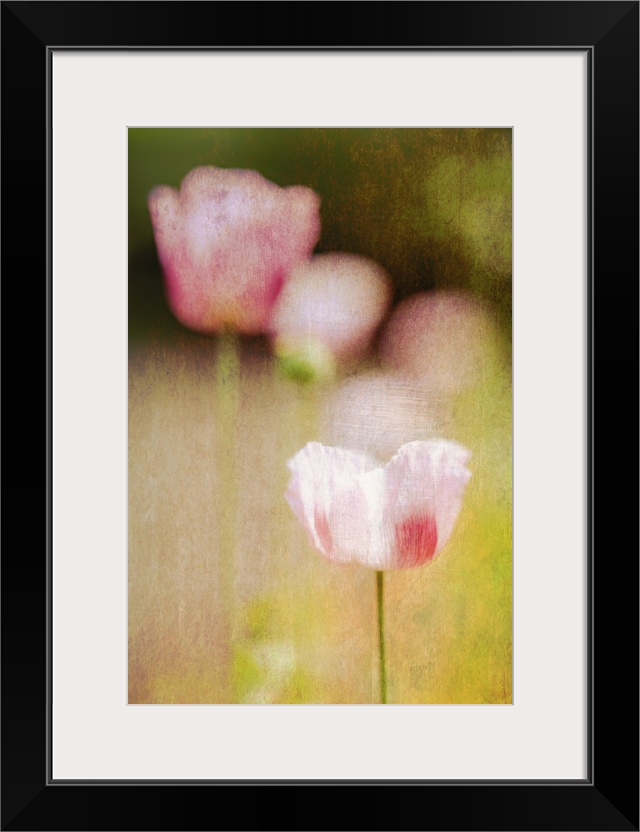 Delicate petals of a poppy in a garden with other poppies in the background.