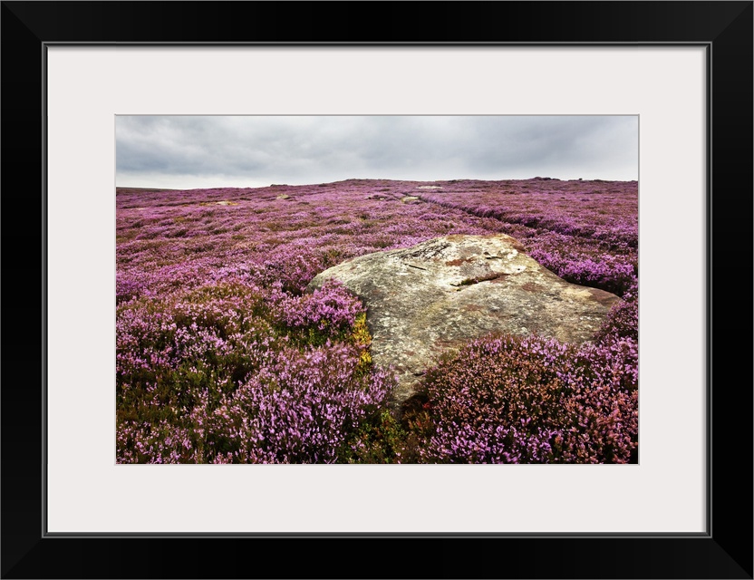 Remote rural location with heather in the north of England.