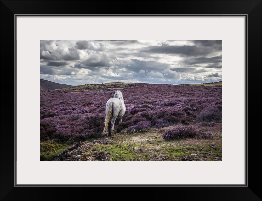 White horse alone in remote landscape with purple heather.