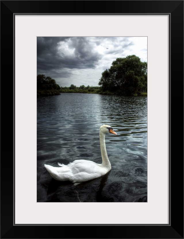 A swan on the river