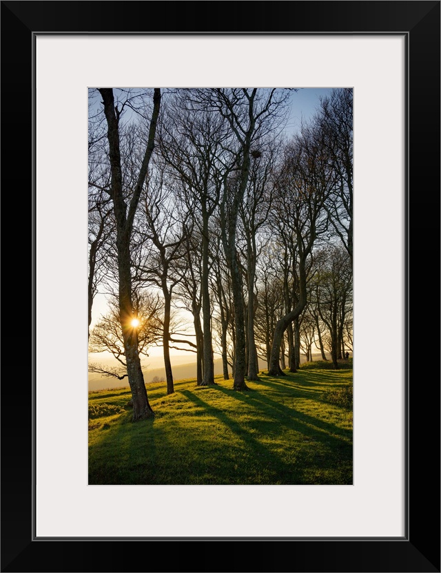 The winter sun setting behind trees at Chanctonbury Ring on the South Downs in west Sussex, England.