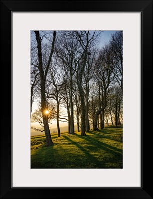 The Woodlands At Chanctonbury Ring On The Downlands Of Sussex