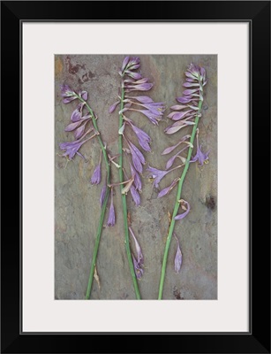 Three dried stems of lilac coloured flowers of Plantain lily