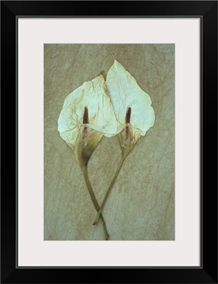 Two dried flowerheads of Arum or Calla lily lying on rough board