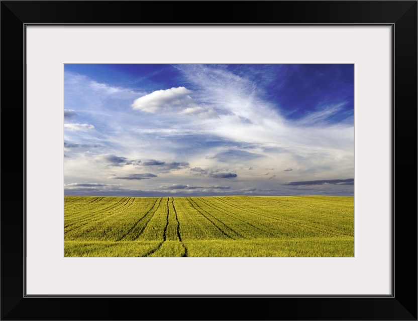 Wheat field, Andalusia, Spain