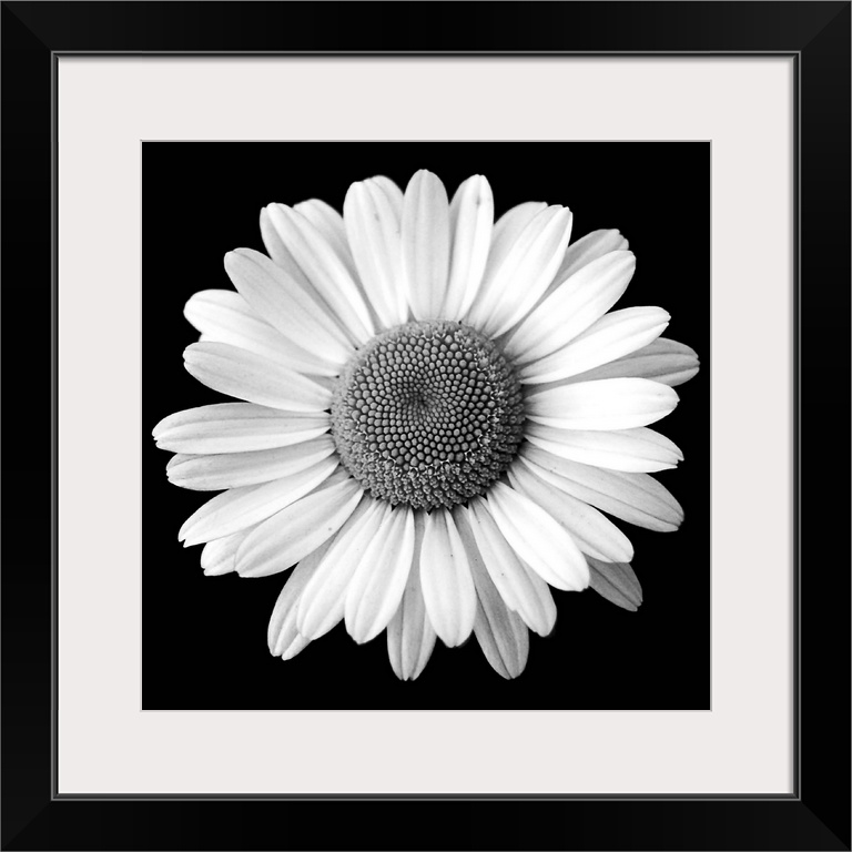 Black and White, Square Photograph of a Daisy Flower