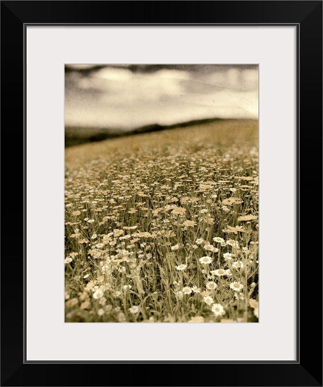 Summer rural scene with field of wild flowers in meadow in England