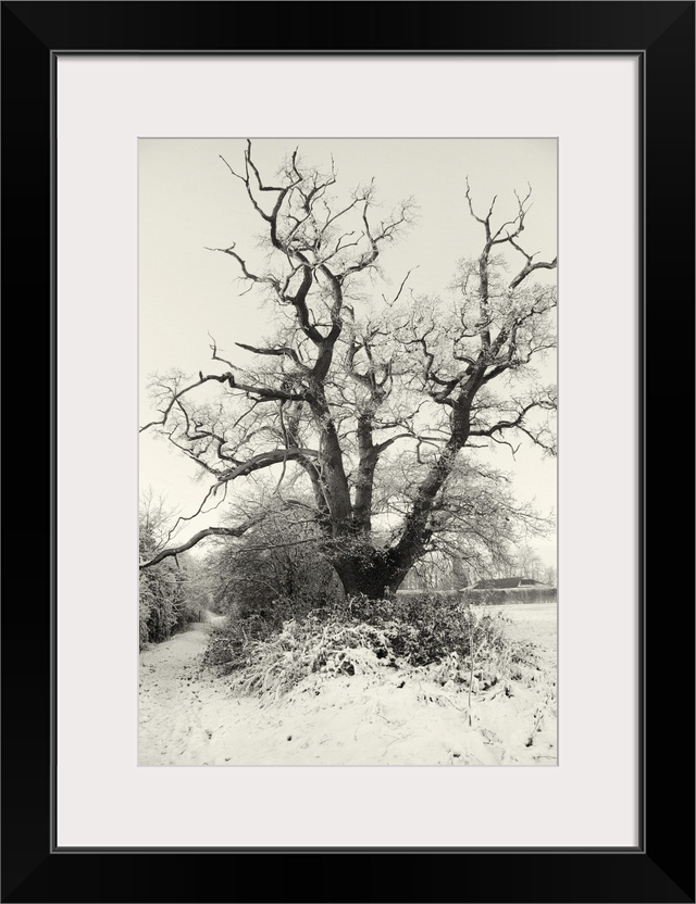 Countryside scenery in winter with field and trees.