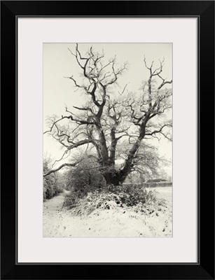 Winter Oak