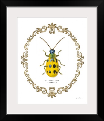 Adorning Coleoptera VII