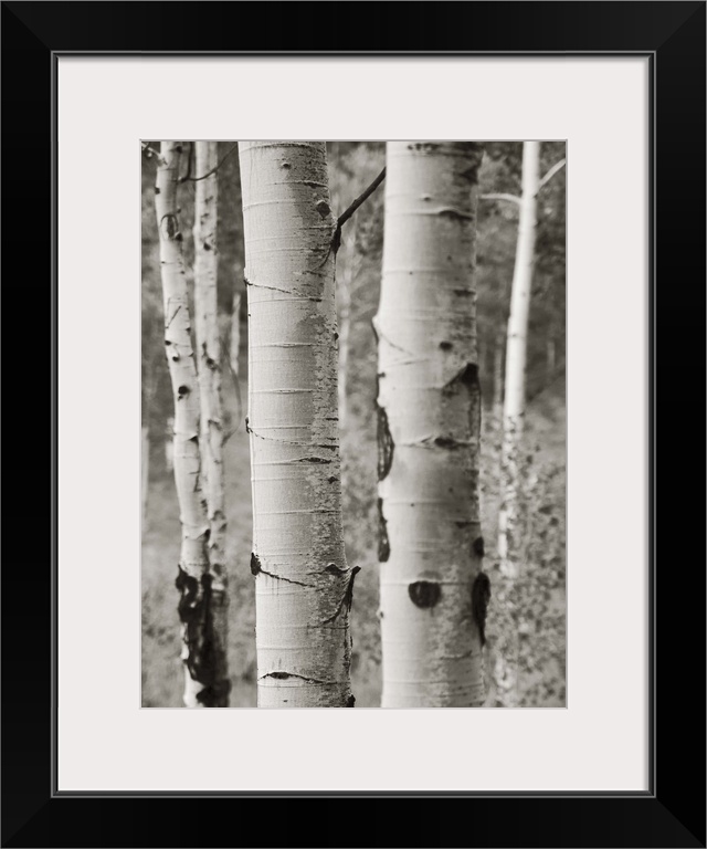 A black and white photograph of a thicket of aspen trees.